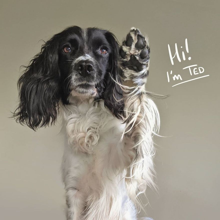 A Girl With A Disability Has The Most Adorable Helper - A Springer Spaniel Named Ted (17 Pics)