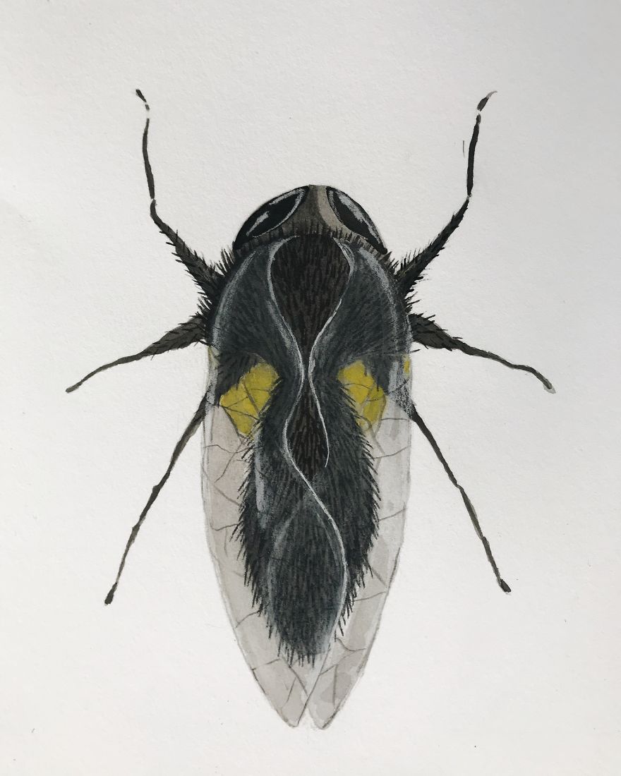 I Made These Surreal Insects Combining Only Black And Yellow Watercolor