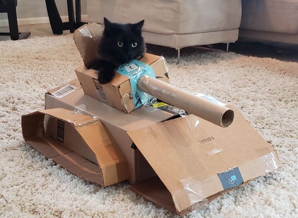 Cat-Tank_Julie-Nelson-5eb042dd17c5f.jpg