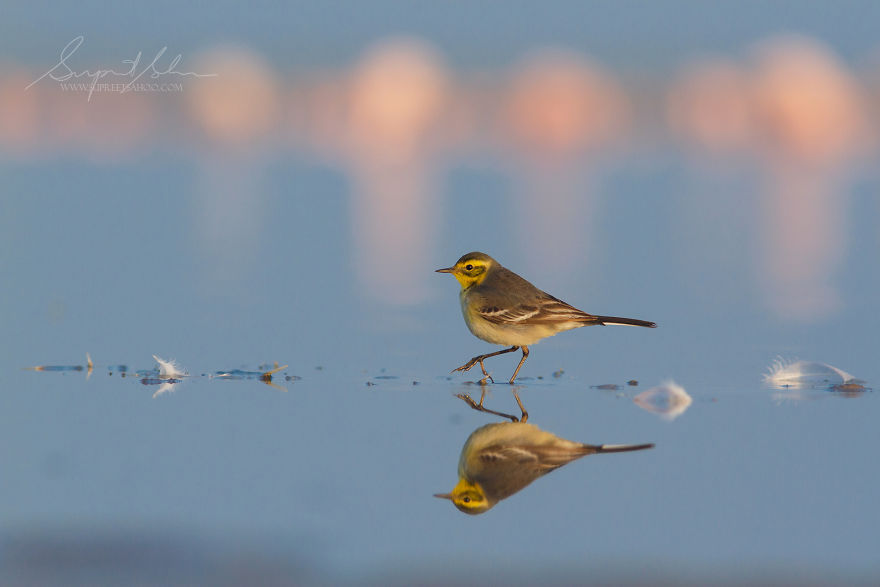 Citrine Wagtail