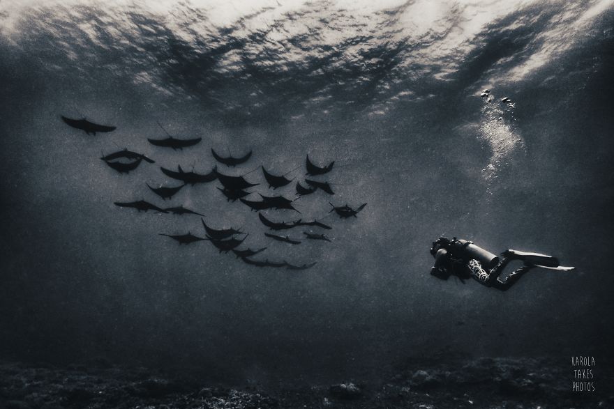 I Went For Holidays To Indonesia, Never Left And Became An Underwater Photographer. My Black And White Uw Photos. I Went For Holidays To Indonesia, Never Left And Became An Underwater Photographer. My Black And White Uw Photos.