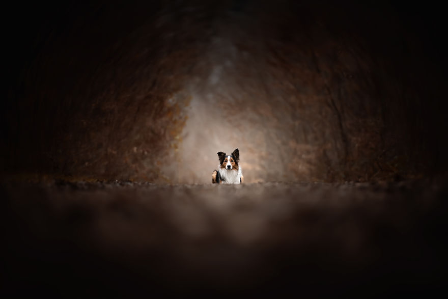 I Photograph Captivating Dog Portraits In Magical Forests And Unbelievable Places