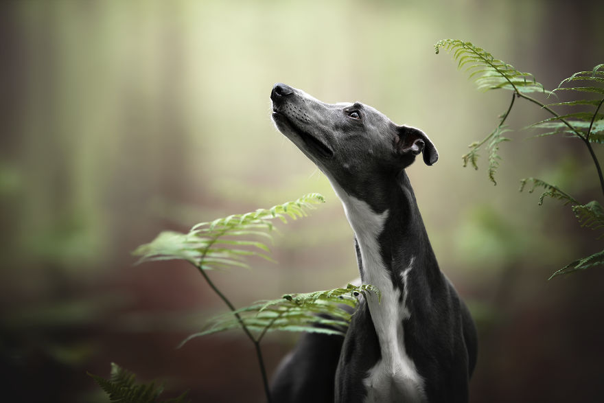 I Photograph Captivating Dog Portraits In Magical Forests And Unbelievable Places