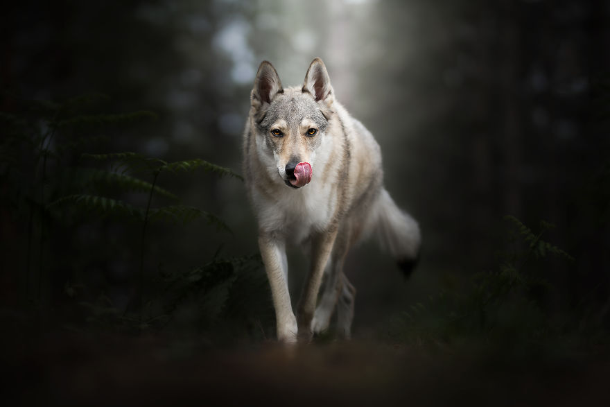 I Photograph Captivating Dog Portraits In Magical Forests And Unbelievable Places