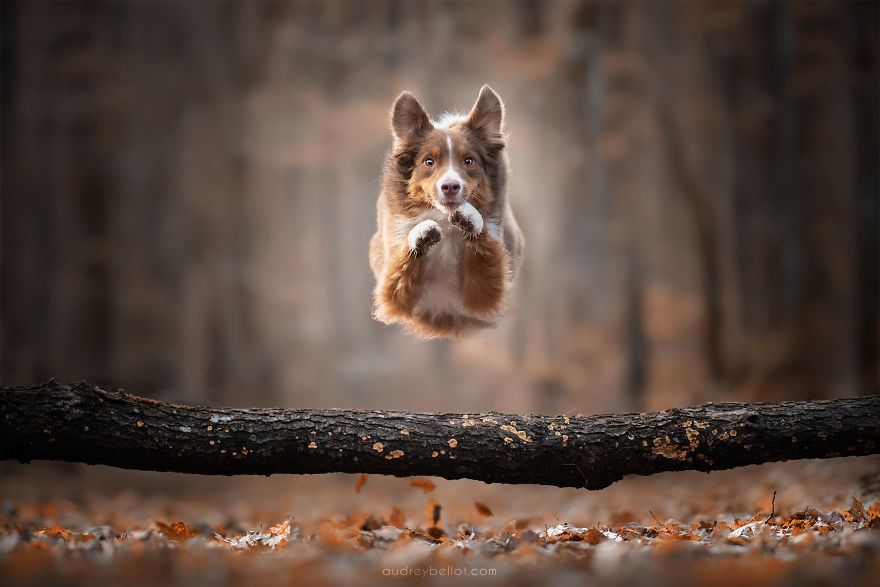 I Photograph Captivating Dog Portraits In Magical Forests And Unbelievable Places