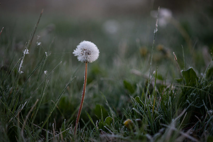I Was Allowed To Wander My Neighbour's Orchard Alone With My Camera At Dawn To Capture The Blossom And It Was Magical!