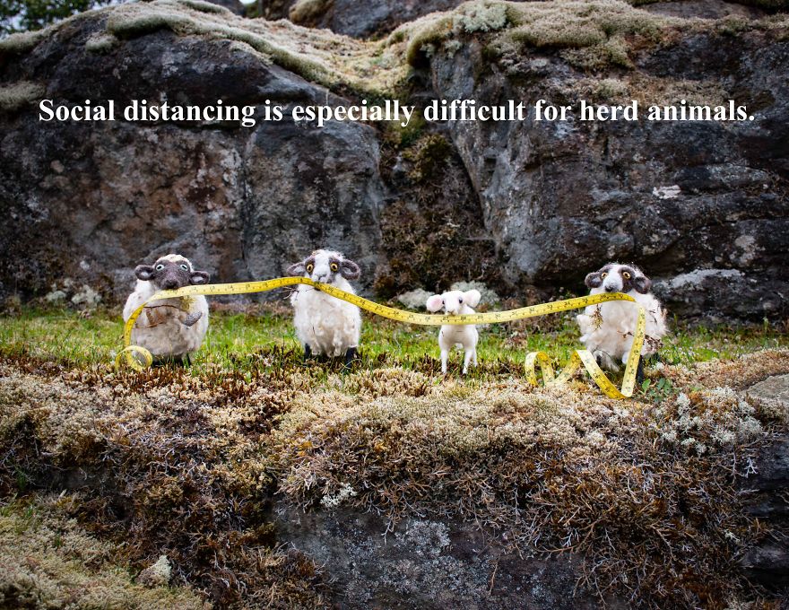 Felties In Quarantine Felties In Quarantine