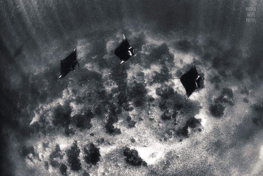 I Went For Holidays To Indonesia, Never Left And Became An Underwater Photographer. My Black And White Uw Photos.