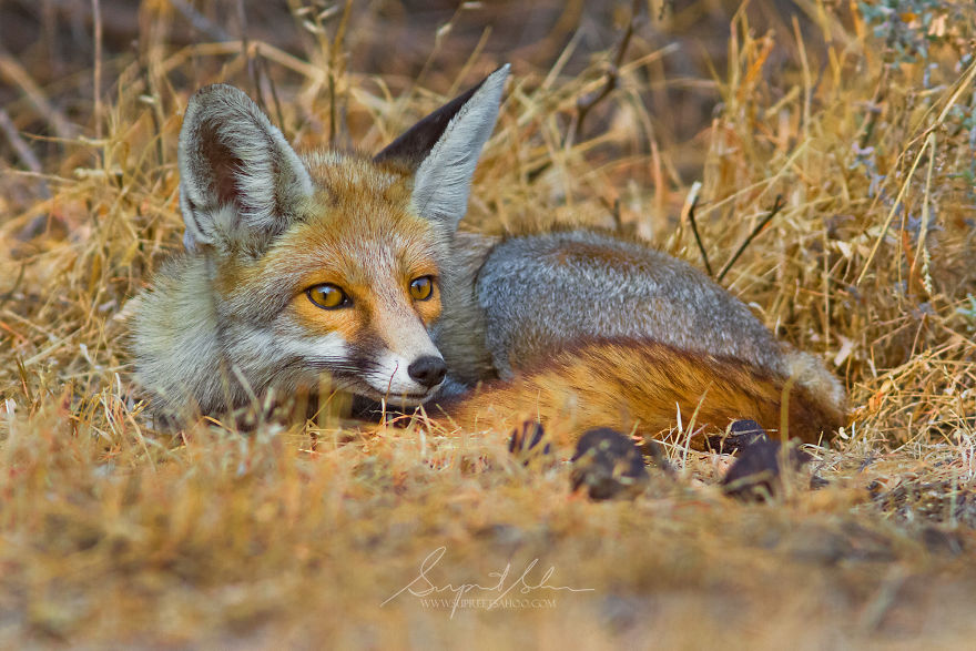 Desert Fox