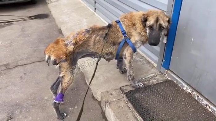 People Find A Dog Left For Dead By Breeders With Her Uterus Hanging Out People Find A Dog Left For Dead By Breeders With Her Uterus Hanging Out