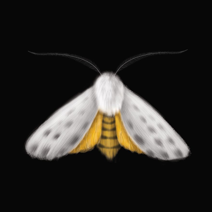 I Created Surreal Moths During Covid-19 Isolation