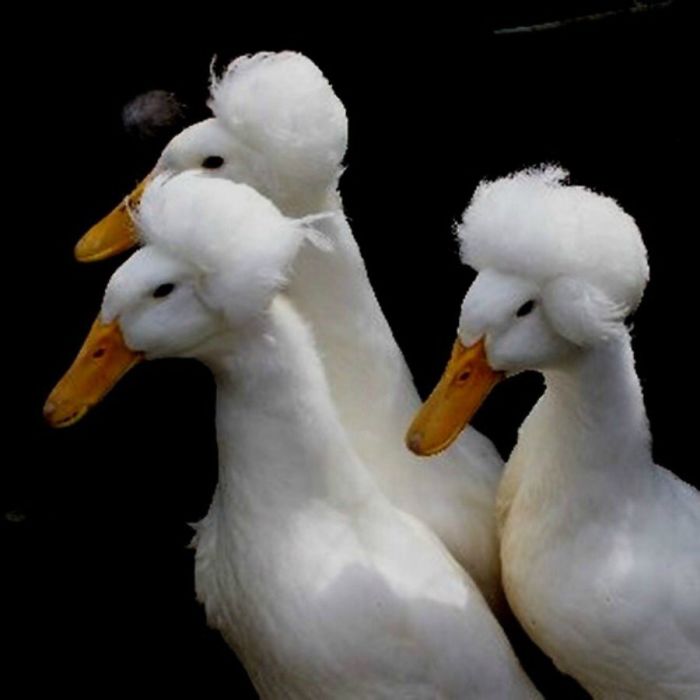 Crested Duck