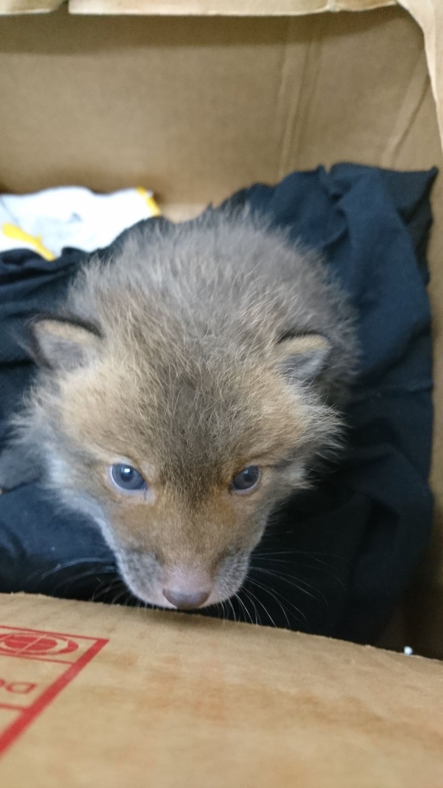 Japanese Man Goes To Social Media To Search For The Owners Of The "Puppy" He Found, Finds Out It's Not A Puppy After All Japanese Man Goes To Social Media To Search For The Owners Of The "Puppy" He Found, Finds Out It's Not A Puppy After All