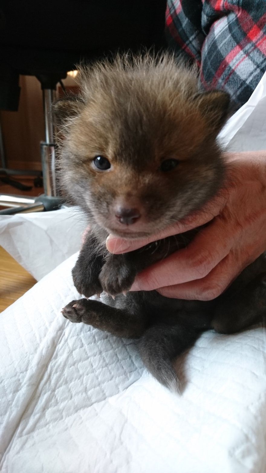 Japanese Man Goes To Social Media To Search For The Owners Of The "Puppy" He Found, Finds Out It's Not A Puppy After All Japanese Man Goes To Social Media To Search For The Owners Of The "Puppy" He Found, Finds Out It's Not A Puppy After All