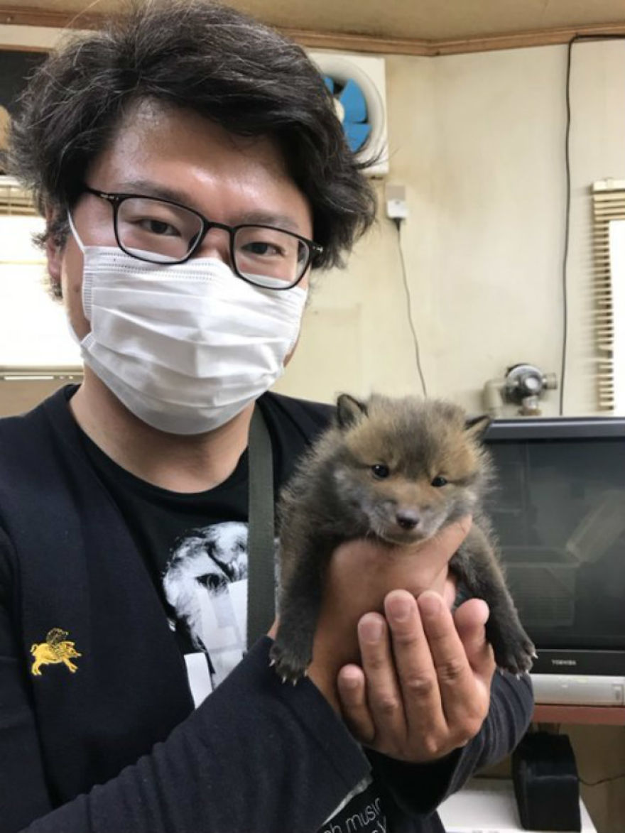 Japanese Man Goes To Social Media To Search For The Owners Of The "Puppy" He Found, Finds Out It's Not A Puppy After All Japanese Man Goes To Social Media To Search For The Owners Of The "Puppy" He Found, Finds Out It's Not A Puppy After All