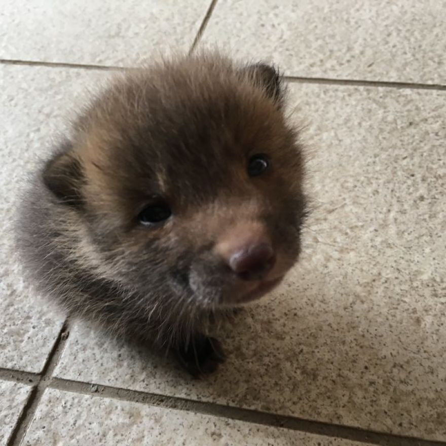 Japanese Man Goes To Social Media To Search For The Owners Of The "Puppy" He Found, Finds Out It's Not A Puppy After All Japanese Man Goes To Social Media To Search For The Owners Of The "Puppy" He Found, Finds Out It's Not A Puppy After All