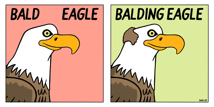 Bald Eagles