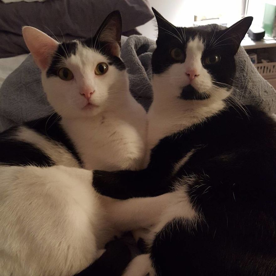 I Built This Dalek For My Cats Out Of Cardboard Boxes, And Topsy And Turvy Are Thrilled
