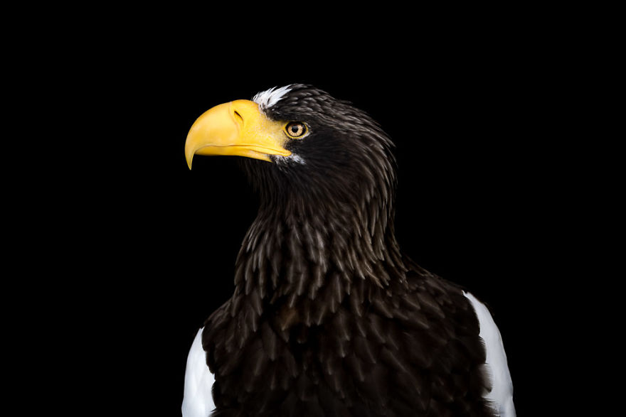Stella's Sea Eagle On Black