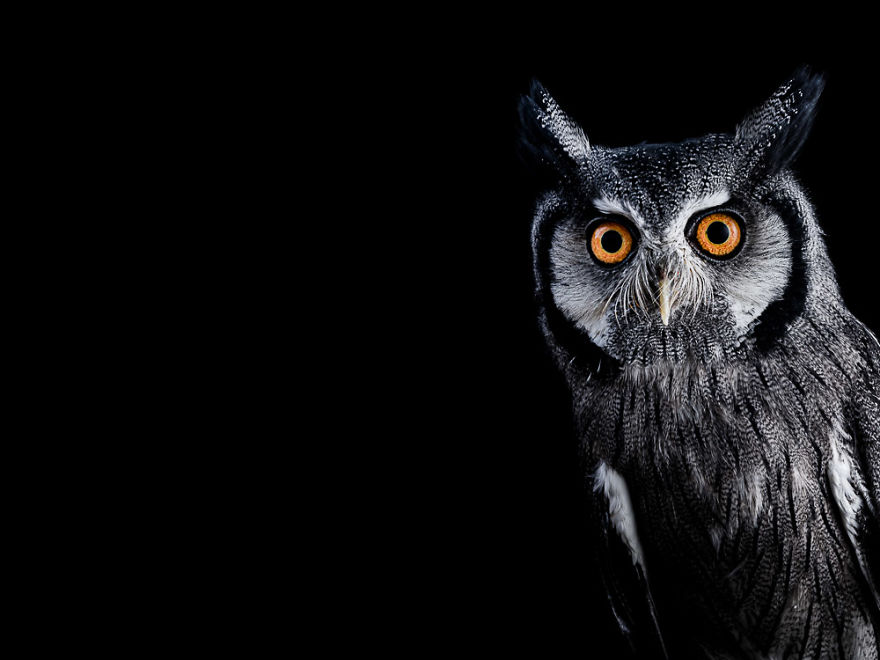 Southern White-Faced Owl Leaning In