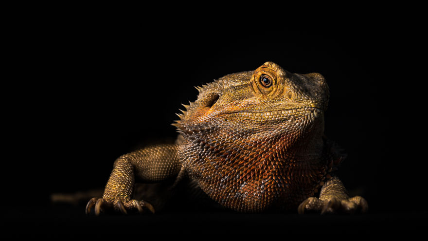 Mushu The Bearded Dragon