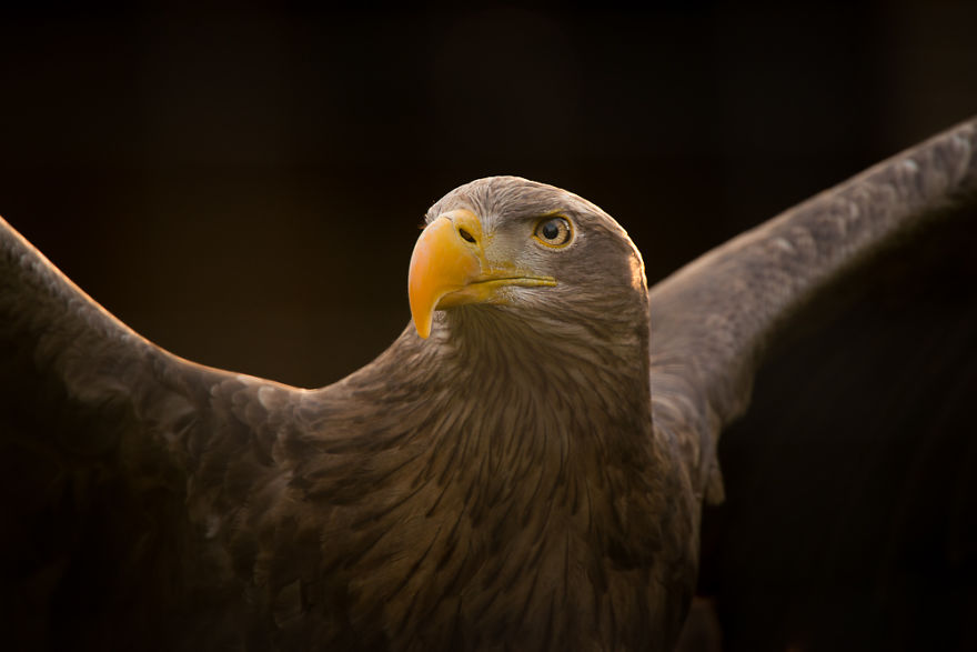 White-Tailed Sea Eagle