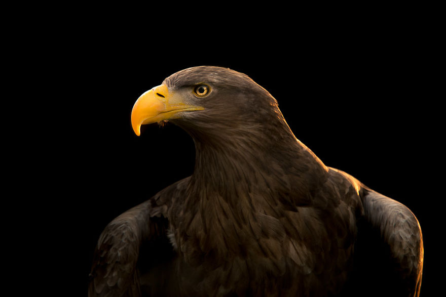 White Tailed Sea Eagle