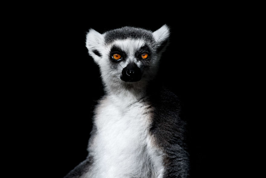 Lemur