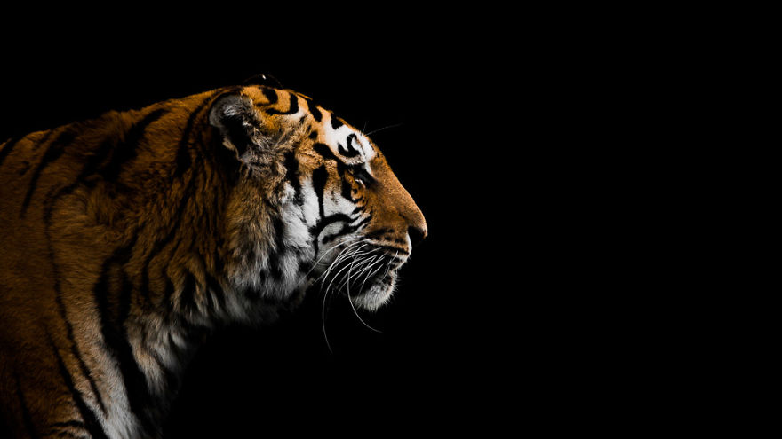 Bengal Tiger