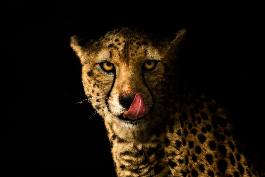 Cheetah On Black