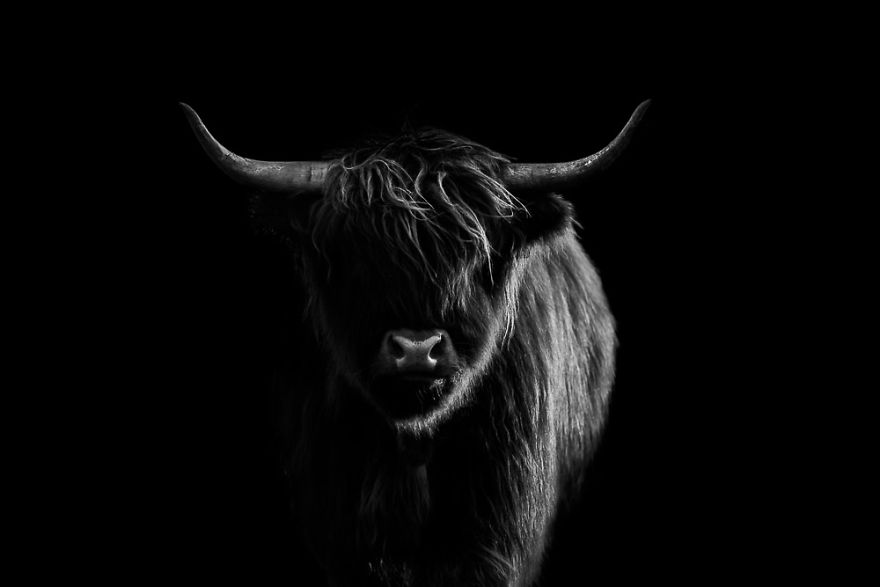 Lowlight Highland Cattle: B&W