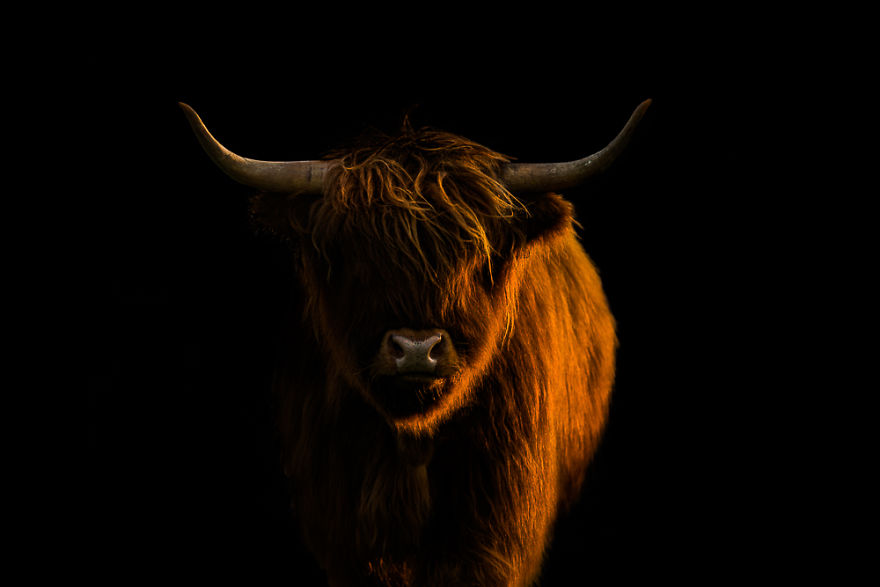 Bull On Black