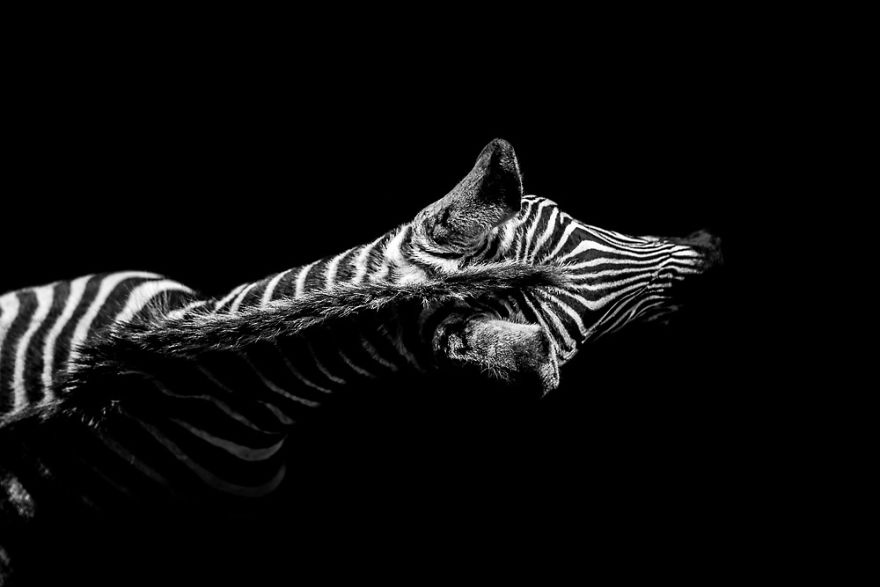 Low Key Zebra: Birds Eye View