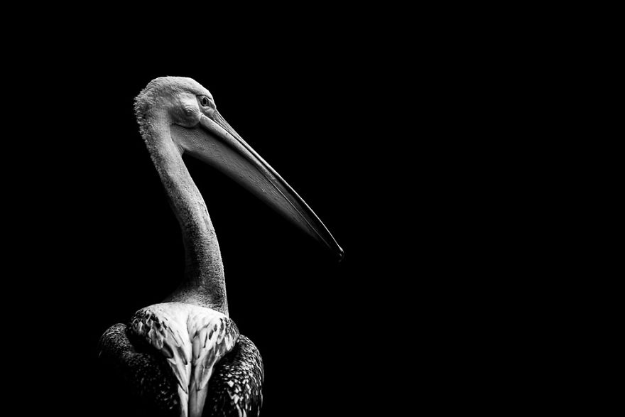 Pelican