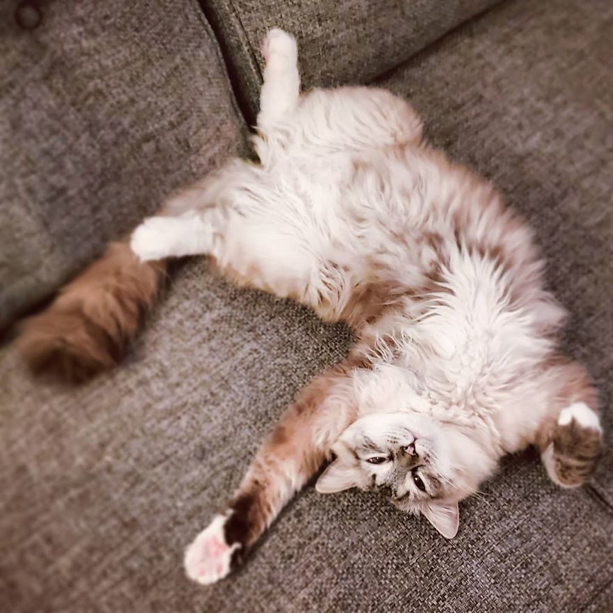 &lsquo;Skin And Bones&rsquo;: Stray Cat Gets Rescued, Finds A Loving Home, And Transforms Unrecognizably