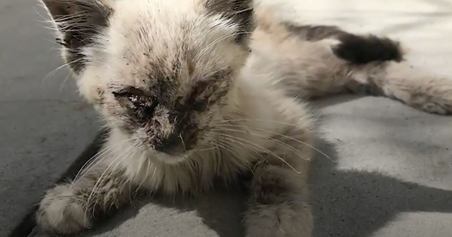 &lsquo;Skin And Bones&rsquo;: Stray Cat Gets Rescued, Finds A Loving Home, And Transforms Unrecognizably