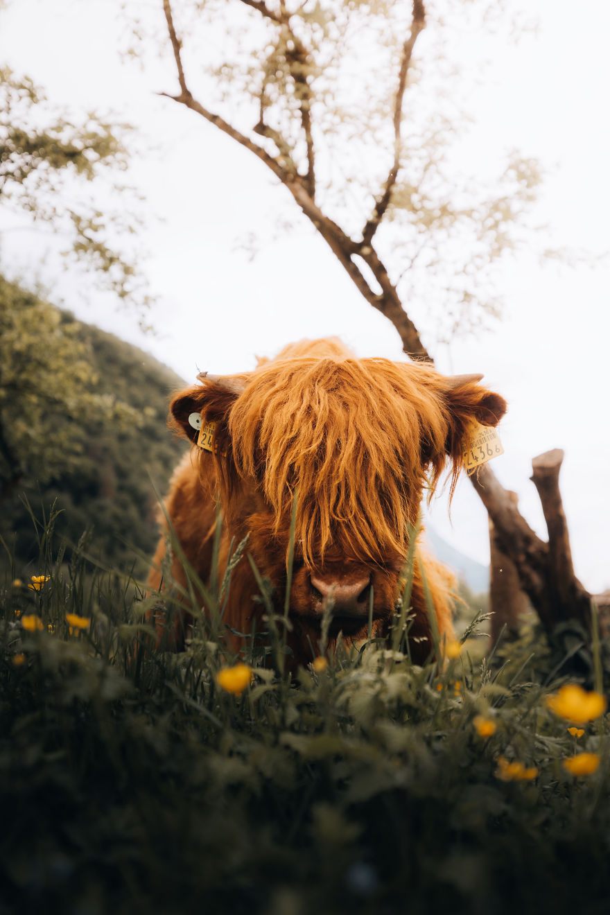 Highlander In Spring