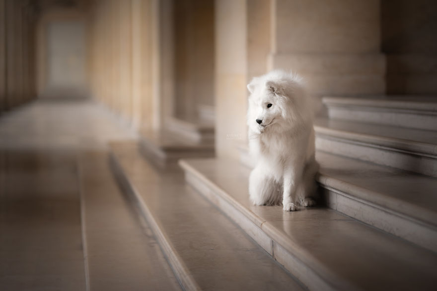 I Photograph Captivating Dog Portraits In Magical Forests And Unbelievable Places