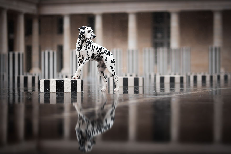 I Photograph Captivating Dog Portraits In Magical Forests And Unbelievable Places