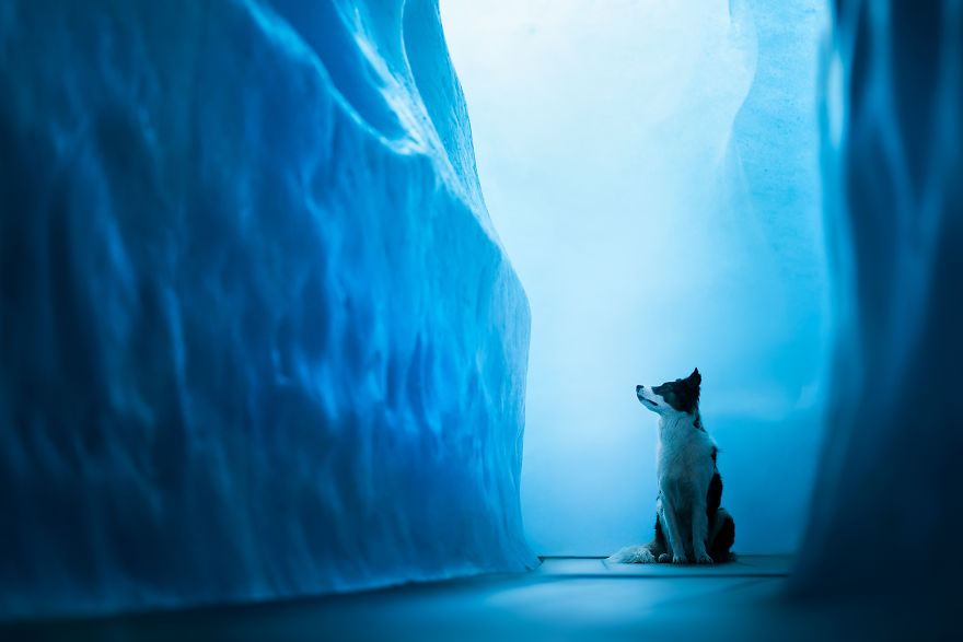 I Photograph Captivating Dog Portraits In Magical Forests And Unbelievable Places