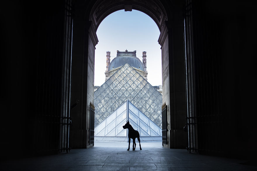 I Photograph Captivating Dog Portraits In Magical Forests And Unbelievable Places