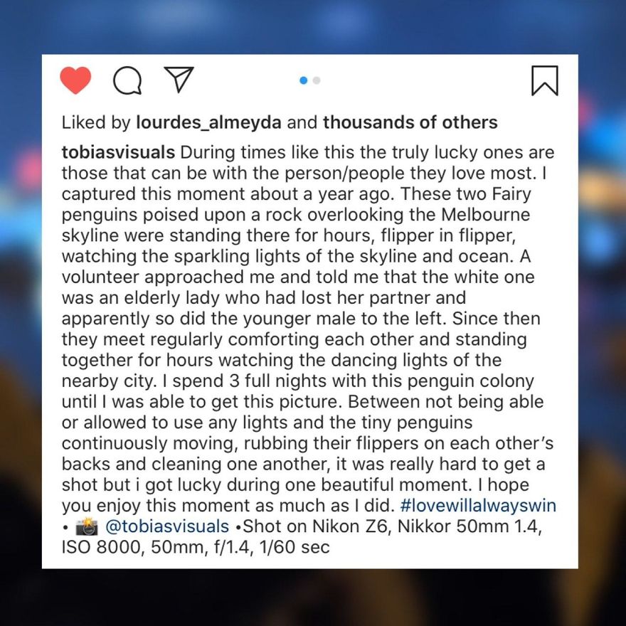 I Created A Comic Strip Based On The Two Widowed Fairy Penguins Photograph That Went Viral