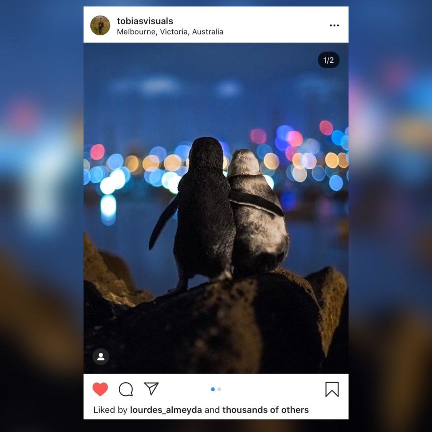 I Created A Comic Strip Based On The Two Widowed Fairy Penguins Photograph That Went Viral I Created A Comic Strip Based On The Two Widowed Fairy Penguins Photograph That Went Viral