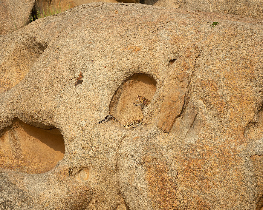 I Have Been Photographing Indian Leopards In Their Natural Habitats Over 5 Years
