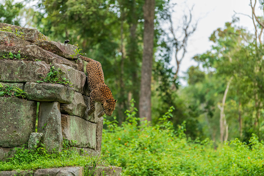 I Have Been Photographing Indian Leopards In Their Natural Habitats Over 5 Years I Have Been Photographing Indian Leopards In Their Natural Habitats Over 5 Years