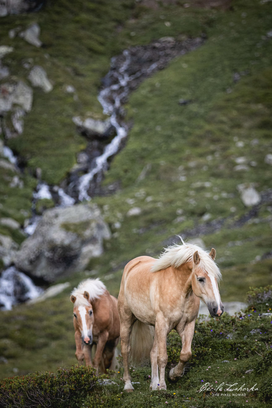 I Photograph Free Roaming Horses In Breathtaking Mountain Landscapes In The Alps (22 Photos)