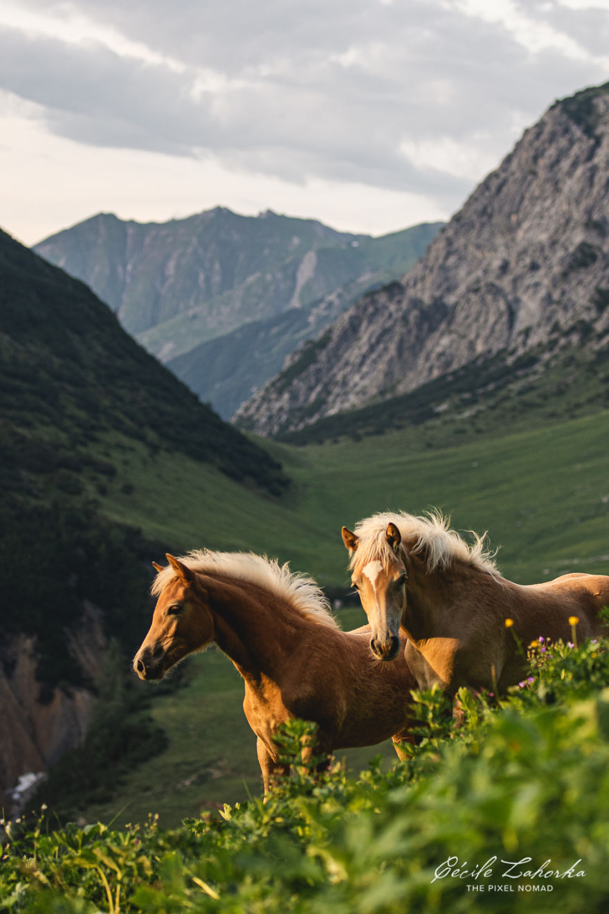 I Photograph Free Roaming Horses In Breathtaking Mountain Landscapes In The Alps (22 Photos)