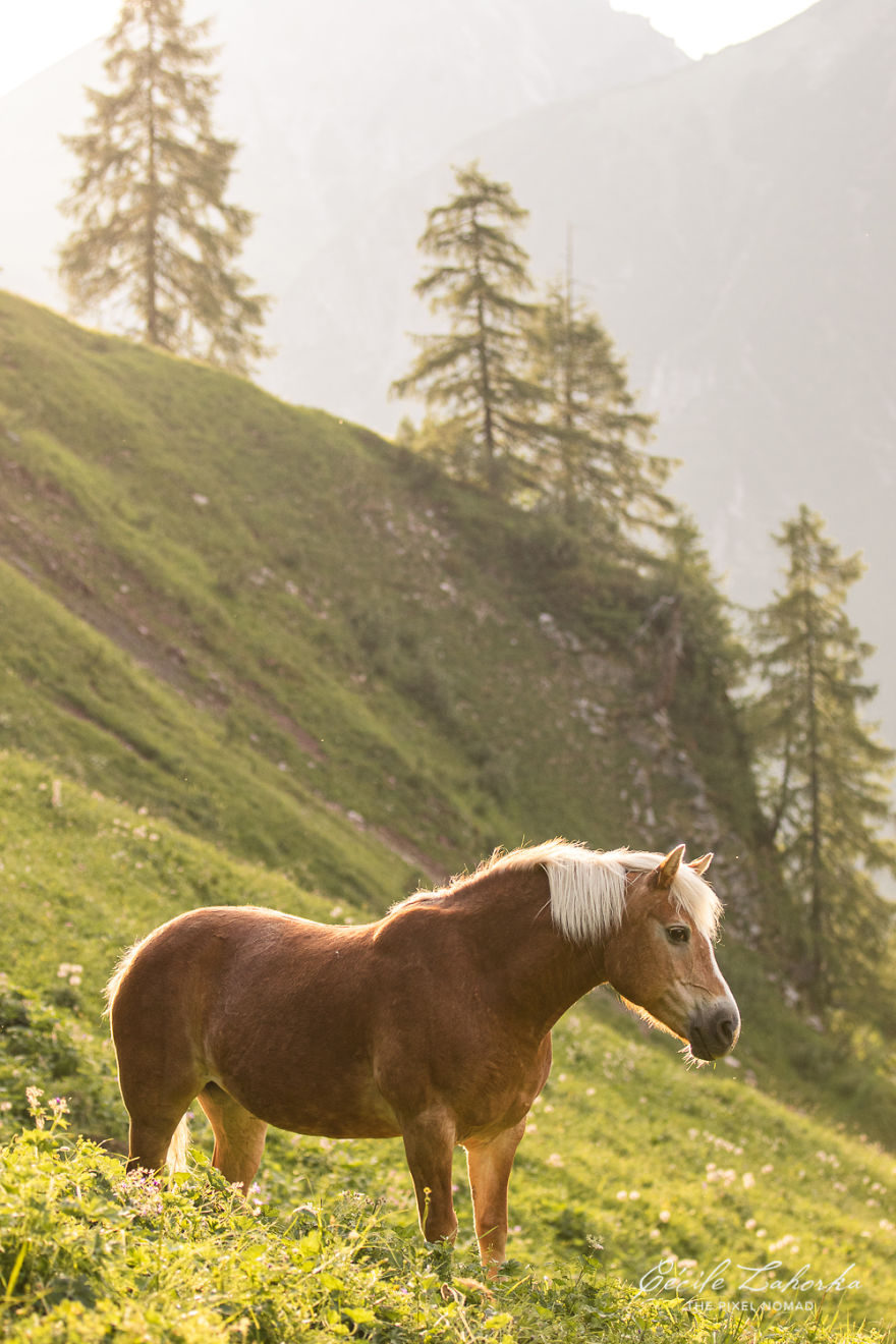 I Photograph Free Roaming Horses In Breathtaking Mountain Landscapes In The Alps (22 Photos)