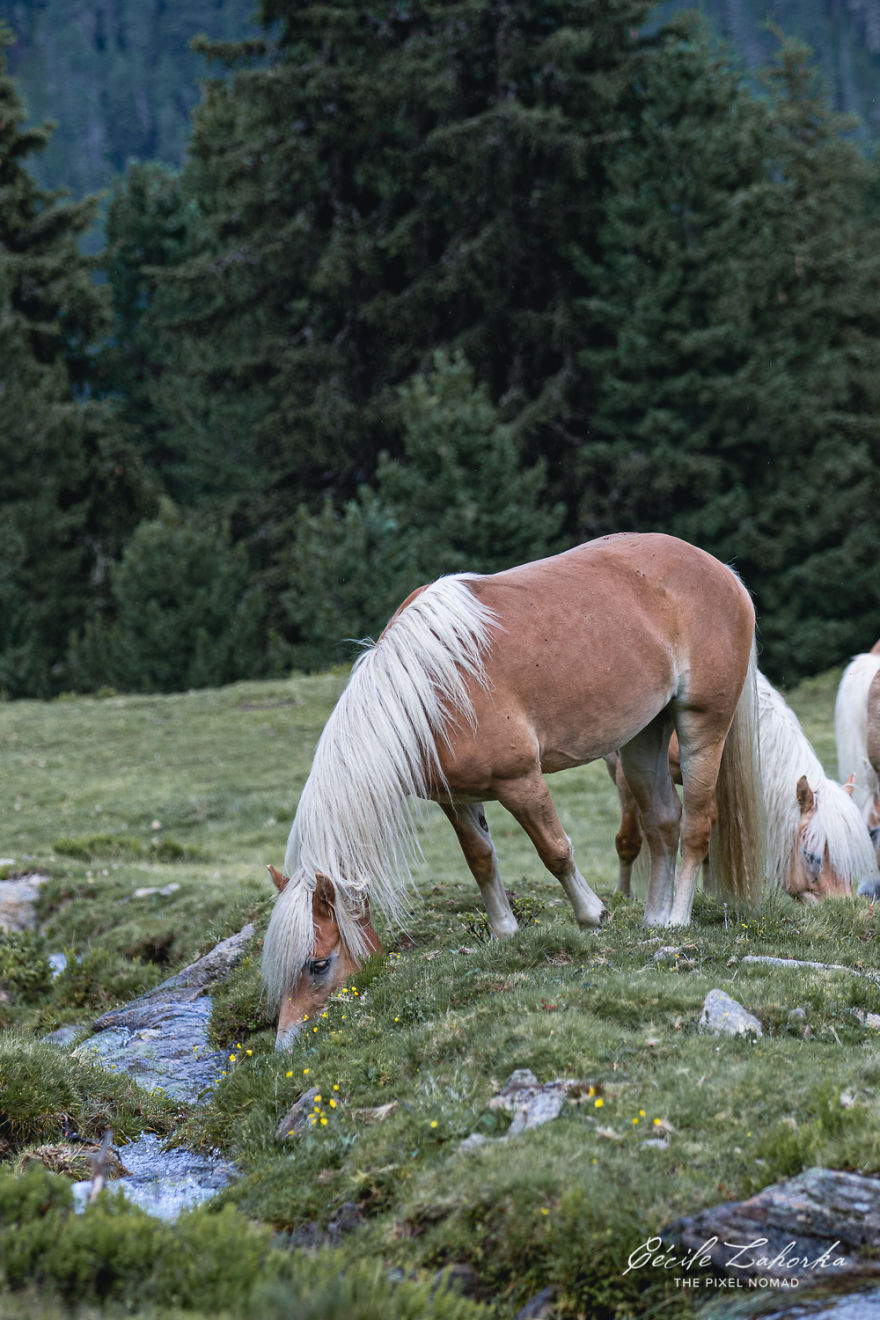 I Photograph Free Roaming Horses In Breathtaking Mountain Landscapes In The Alps (22 Photos)