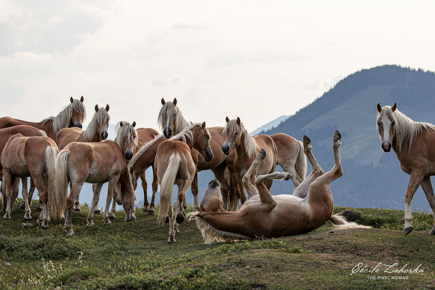 I Photograph Free Roaming Horses In Breathtaking Mountain Landscapes In The Alps (22 Photos)